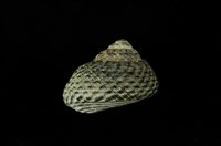 藏品(頭巾黑鐘螺)的圖片